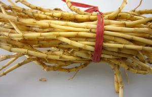 白茅草根 白茅草根