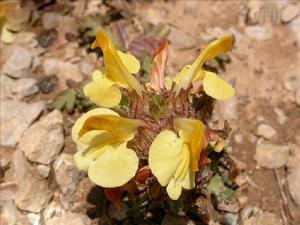 阿爾泰馬先蒿 阿爾泰馬先蒿