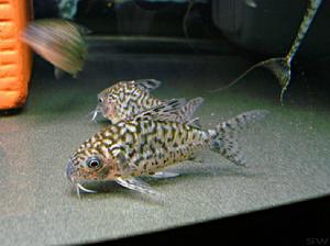 阿卡西鼠 阿卡西鼠