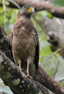蛇雕蘇門答臘島亞種 蛇雕蘇門答臘島亞種