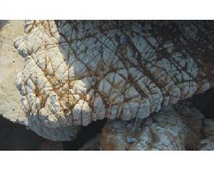 靈璧龜紋石 靈璧龜紋石