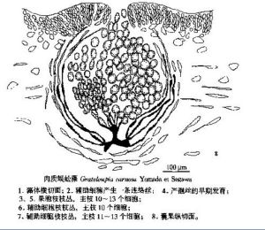 肉質蜈蚣藻 肉質蜈蚣藻