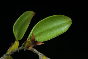 飄帶石豆蘭 飄帶石豆蘭