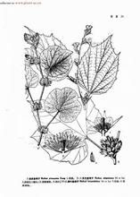 厚葉懸鉤子 厚葉懸鉤子