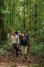 英國威廉王子和凱特王妃在馬來西亞沙巴州丹濃谷保護區內遊覽