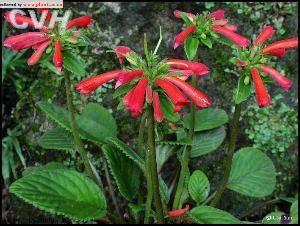 朱紅苣苔 朱紅苣苔