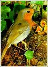 查塔姆島歌鴝 查塔姆島歌鴝