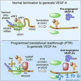 血管異變 血管異變