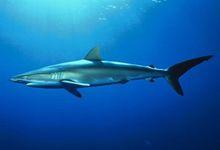 絲鯊