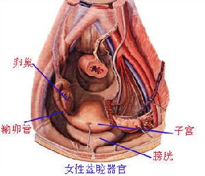 女性盆腔器官