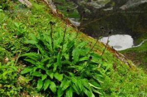 大頭羽裂風毛菊 大頭羽裂風毛菊