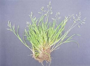 食禾草性 食禾草性