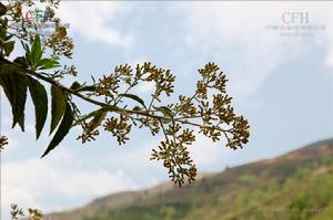 澤蘭羊耳菊 澤蘭羊耳菊