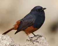 呂宋水鴝 呂宋水鴝