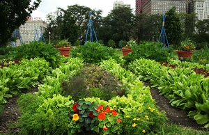城市菜園