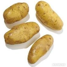 馬鈴薯黑粉病菌 馬鈴薯黑粉病菌