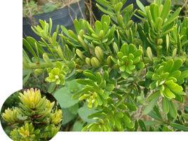 金鑽羅漢松 金鑽羅漢松