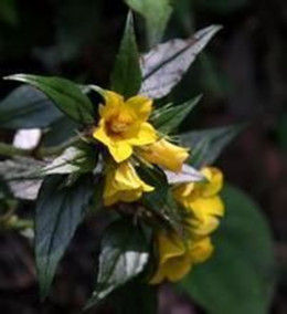 展枝過種黃 展枝過種黃