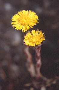 （圖）款冬蒲公英