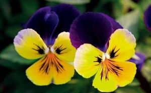 野生三色堇 野生三色堇