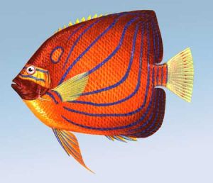 水紋扁背魨 水紋扁背魨