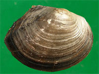 橢圓背角無齒蚌