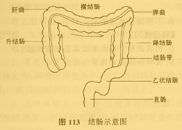 結腸示意圖