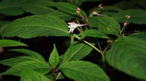 棣慕華鳳仙花 棣慕華鳳仙花