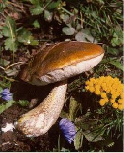 淡紫紅菇 淡紫紅菇