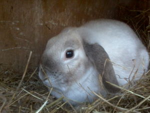 美國迷你垂耳兔 Mini Lop(US)；侏儒垂耳兔 Dwarf  Lop (UK)