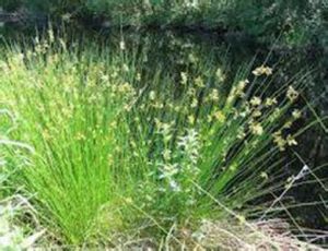 絲節燈心草 絲節燈心草