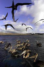 在加拉帕戈斯群島海域游弋的鵜鶘