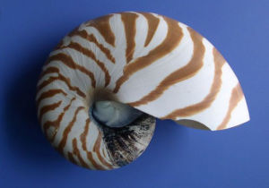 美麗圓盤螺 美麗圓盤螺