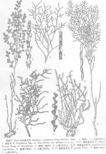 裏海鹽爪爪 裏海鹽爪爪