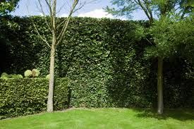 攀援的常春藤類植物