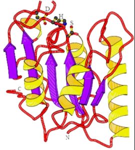 脂肪酶結構示意圖