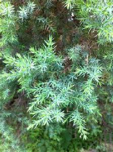 針葉植物 針葉植物