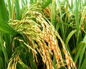 福優98-5 福優98-5