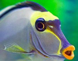 洛氏刺尾魚 洛氏刺尾魚