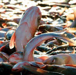 查乾湖胖頭魚 查乾湖胖頭魚