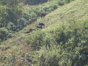 阿文大海自然村發展重點-畜牧業
