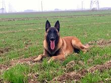 馬林諾斯犬 貝彪