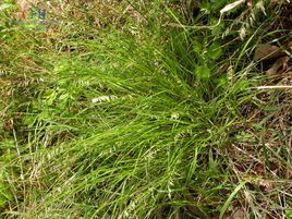 細葉臭草 細葉臭草