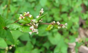 細柄野蕎麥