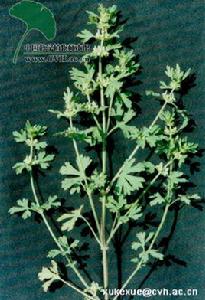 夏至草[唇形目唇形科植物]