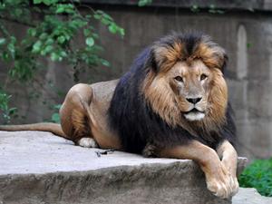 克魯格獅 克魯格獅