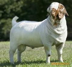 山羊臭亞屬 山羊臭亞屬