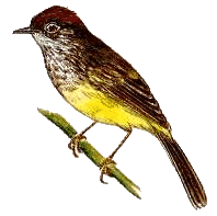 寬嘴鶲鶯的形態特徵