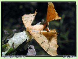 黃波花蠶蛾 黃波花蠶蛾