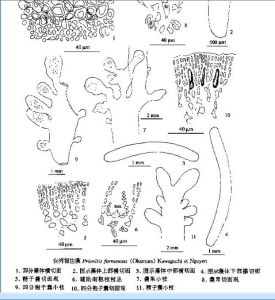 台灣鋸齒藻